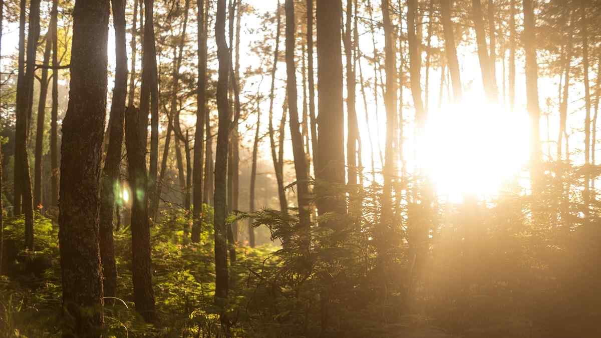 Prabowo Cabut Izin 28 Perusahaan, Jutaan Hektare Hutan Kembali ke Negara