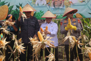 Sokong Kawasan Ekonomi Mandor Rp1,7 Triliun, Gubernur Kalbar Ajak Petani Gencarkan Tanam Jagung