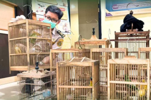 Tanpa Dokumen, 1,6 Ton Telur dan Ratusan Kilo Kulit Sapi dan Burug Kicau Ditahan di Pintu Pelabuhan Pontianak