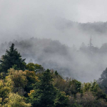 Tata Kelola Hutan Harus Berbasis Risiko, Ini Alasannya